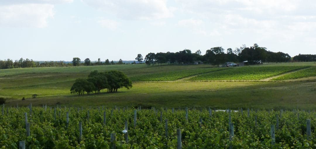 BODEGA ATLÁNTIDA