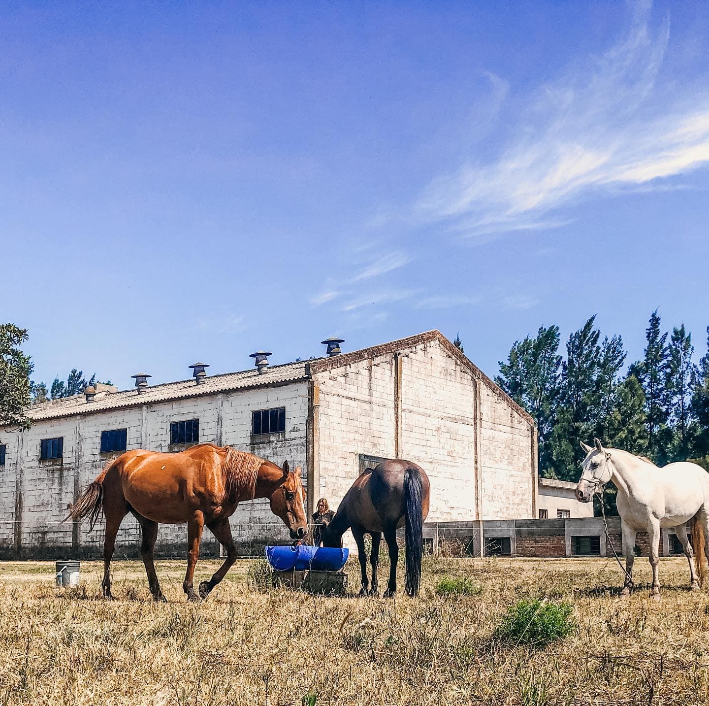 BODEGA COLORADO CHICO