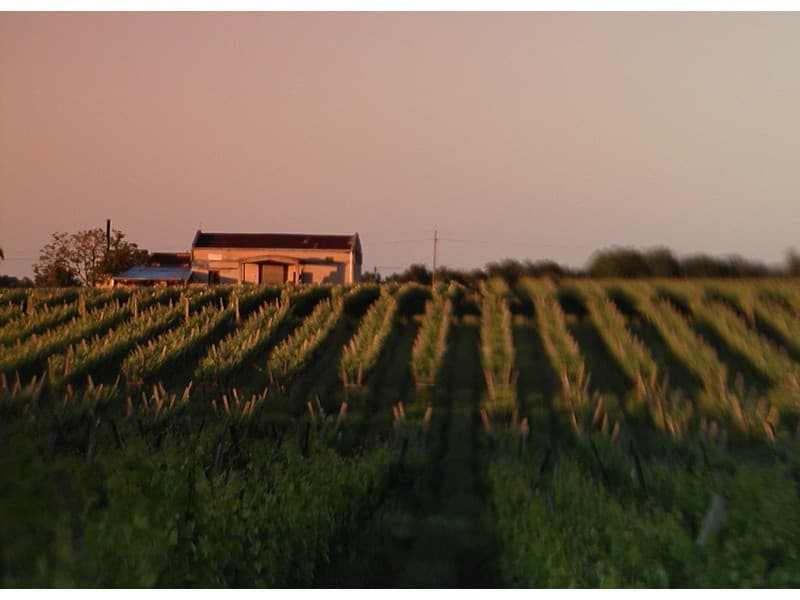 BODEGA LEONARDO FALCONE