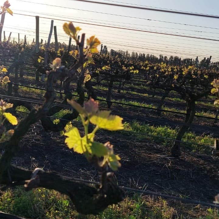 Imagen de fondo de bodegas