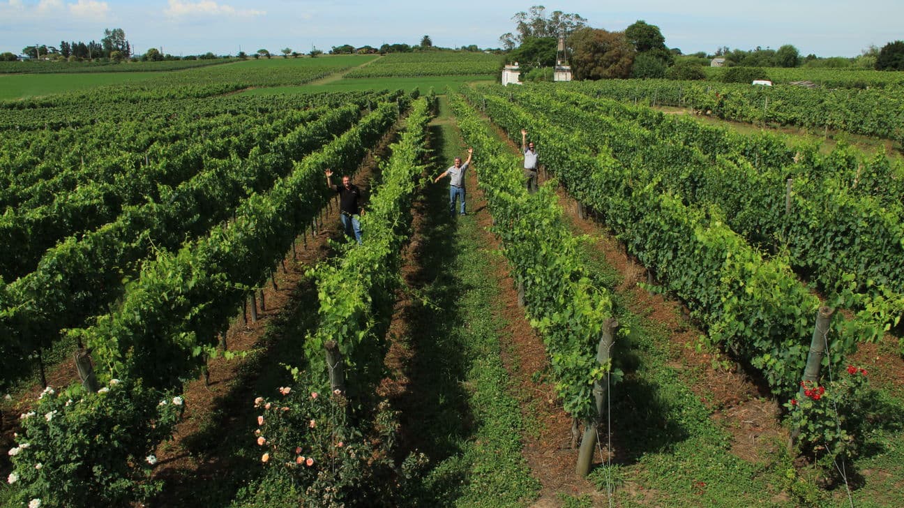 BODEGA PISANO