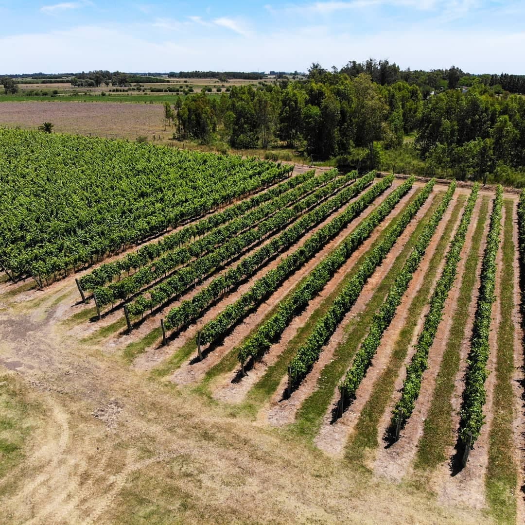 BODEGA ROVERE