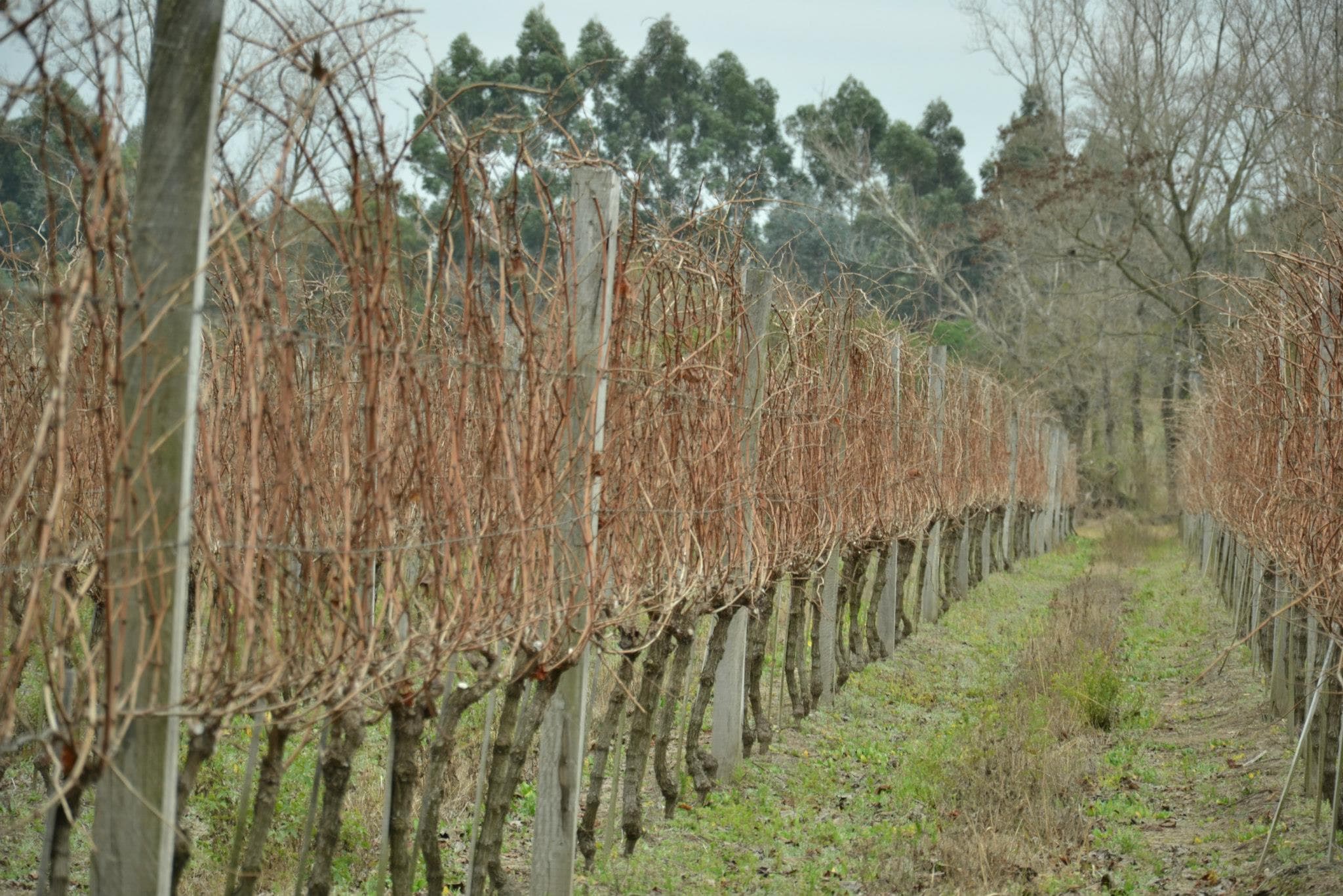 BODEGA SALTO CHICO