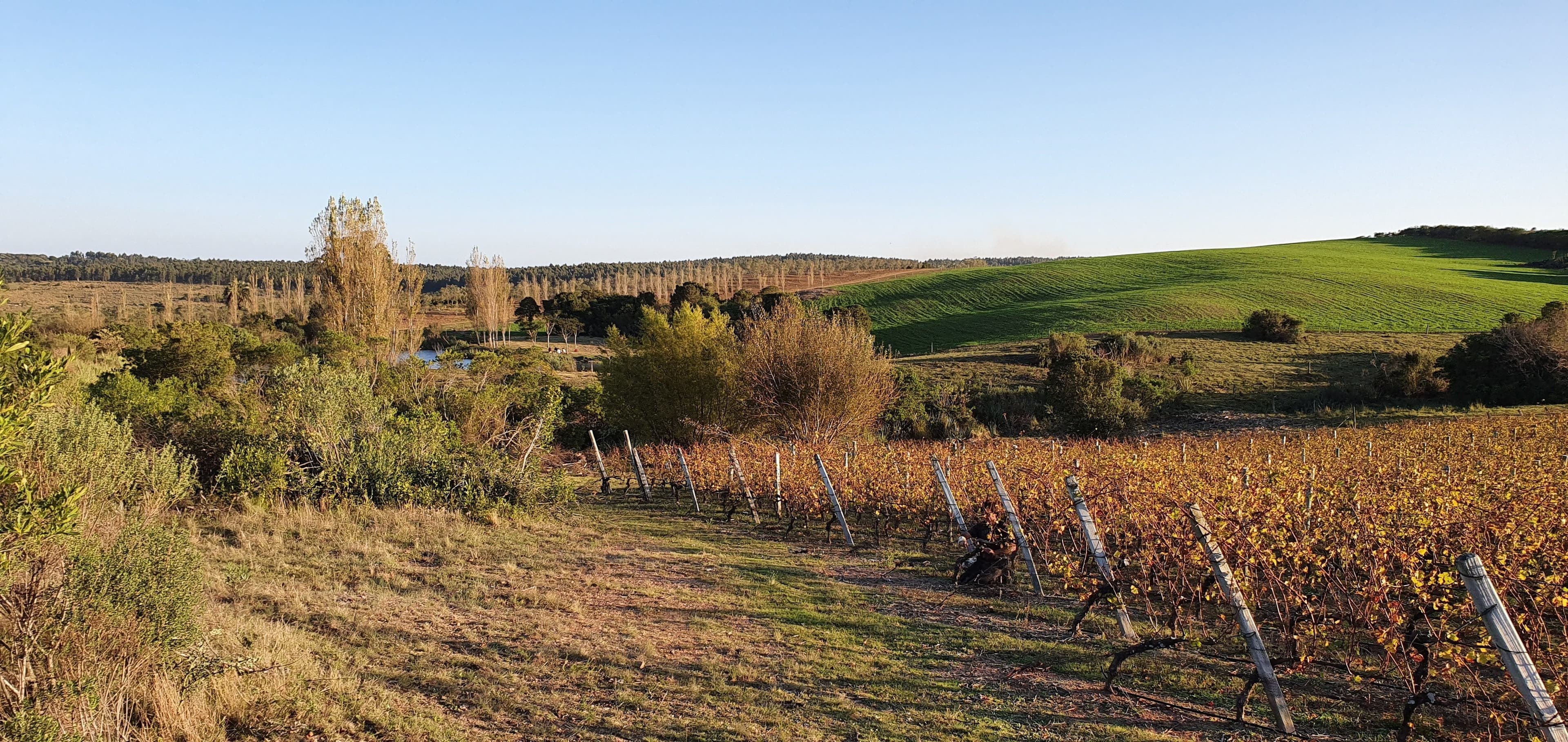 BODEGA SIERRA ORIENTAL