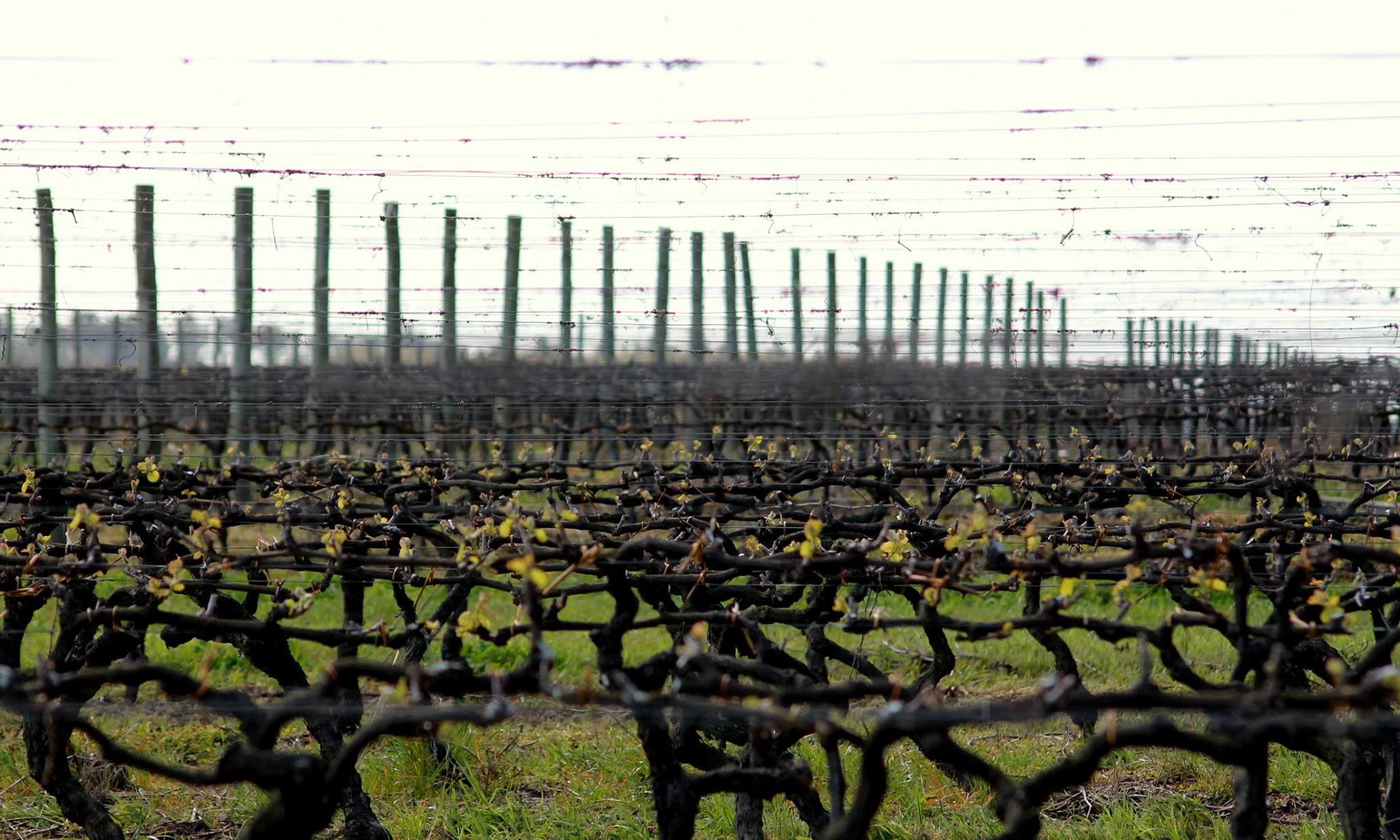 BODEGA SPINOGLIO